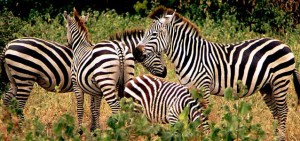 zebra